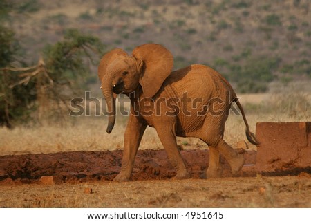 Young calf of African elephant alone in savanna