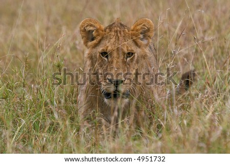African lion stalking through grassland