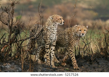 two cheetah cubs walking over burnt ground in masai mara, kenya