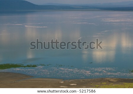 Lake Nakuru, famous alkaline lake in rift valley of kenya, home to millions of lesser flamingos