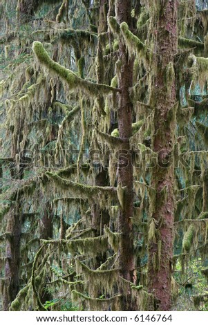 Sitka spruces in low elevation temperate rainforest in Pacific Northwest, Olympic National Park, Washington