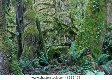 moss covered big-leaf maple trees in hall of mosses, hoh rainforest, olympic national park