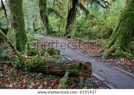trail through hall of mosses, hoh rainforest, olympic national park, pacific northwest