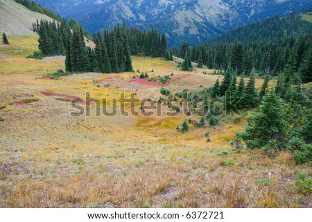 Alpine pine forest on mountain slopes of Olympic National Park, Hurricane Ridge