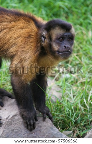 Capuchin monkey with sad look on its face