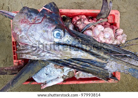 Swordfish head in waste basket