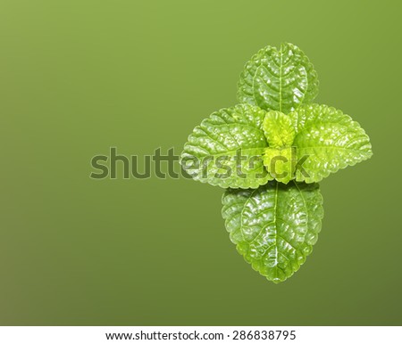Peppermint Fresh beautiful Isolated on green background The view from the top