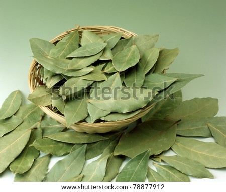laurel leafs on gren background