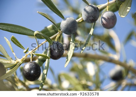 black olives growing on brach, sky and sea in background