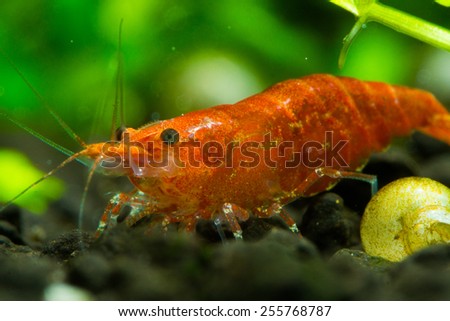 Neocaridina davidi fire red cherry shrimp