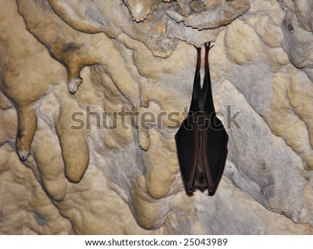 vampire bats sleeping. noctua - Cave at sleeping