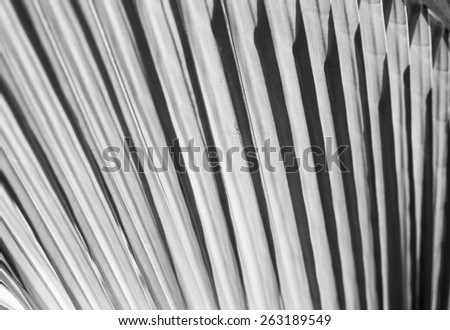 abstract monochrome background, straight line from plant leaves. pattern from nature