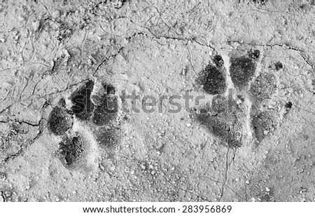 Monochrome of dog footprint on the dry soil