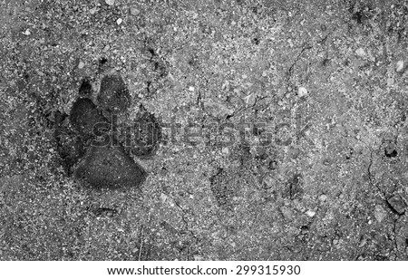 Dog footprint on wet soil on monochrome tone