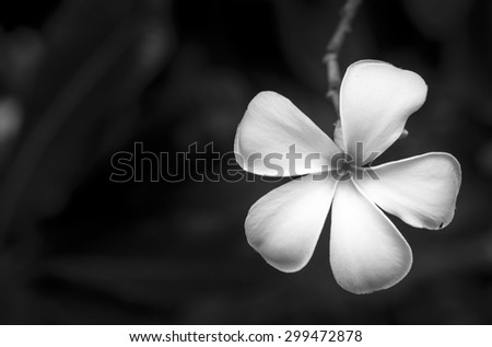 The black and white image of the Plumeria flowers