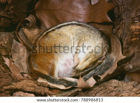 Eastern Chipmunk hibernating (Tamias striatus)