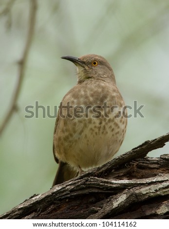 Photograph of a Curve-billed Thrasher perched on a branch in an arid south Texas brush forest.