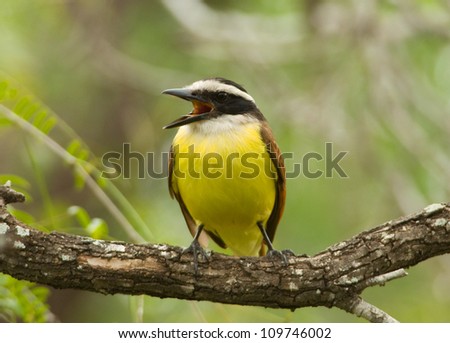 Photograph of a brilliantly colored Great Kiskadee calling loudly in a lush south Texas tropical woodland.