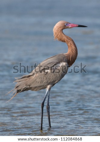 Photograph of a stately and beautifully colored Reddish Egret as it looks out over a Texas shallow coastal wetland.