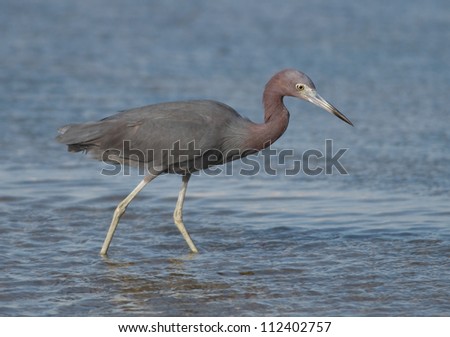 Photograph of a beautiful Little Blue Heron wading in the shallow waters of a South Texas coastal wetland.