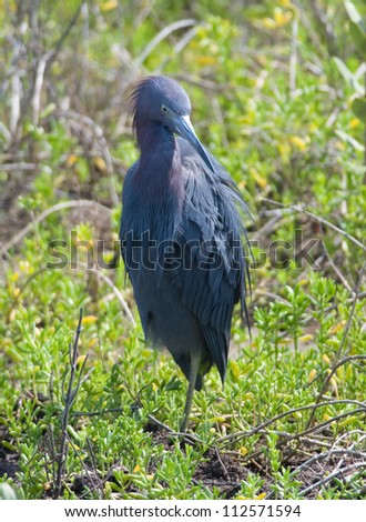 Photograph of a Little Blue Heron in beautiful spring plumage as it stands in the grass adjacent to a gulf coastal wetland.