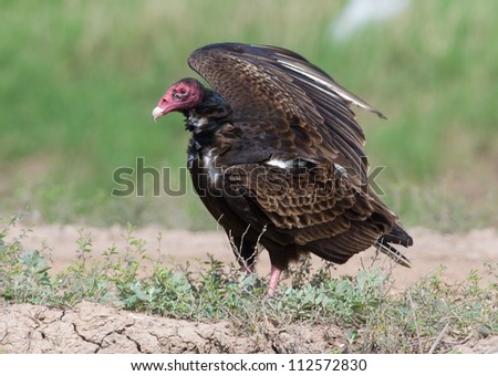 Photograph of a bare-headed Turkey Vulture standing in a southern United States grassland with wings spread capturing some spring winds.