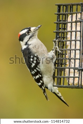 Photograph of a cute black and white Downy Woodpecker in a midwestern garden grasping the side of a birdfeeder while eating suet cakes with a background of the green and golden colors of autumn.