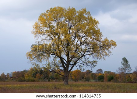 Photograph of a colorful lone tree in full autumn glory in a midwestern landscape with a distant backdrop of multiple trees in peak color and the dark clouds of a cool fall day.