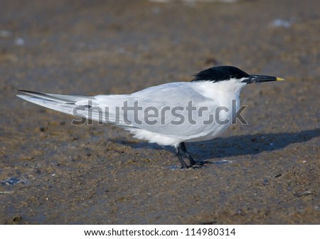 Photograph of a beautiful gray and black Sandwich Tern resting on the beach along the gulf coast shore of Texas.