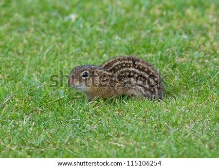 Photograph of a rather shy Thirteen-lined Striped Gopher in a midwest golf course as it watches the photographer closely, ready to scamper down one of its many burrows.