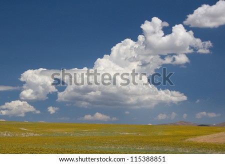 Photograph of an eye-catching yellow mustard field along a country road in the great American west under the beauty of an awesome sky.