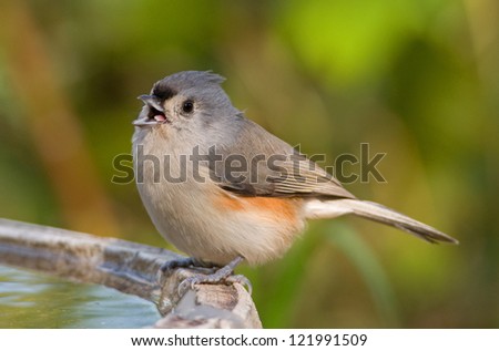 Photograph of a beautiful tiny Tufted Titmouse perched on the edge of a birdbath in a colorful autumn setting.