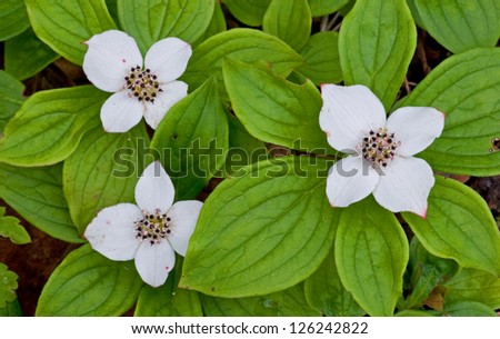 Beautifully balanced photograph of a trio of Bunchberry flowers, a wildflower that grows commonly in Glacier National Park and other Rocky Mountain areas.