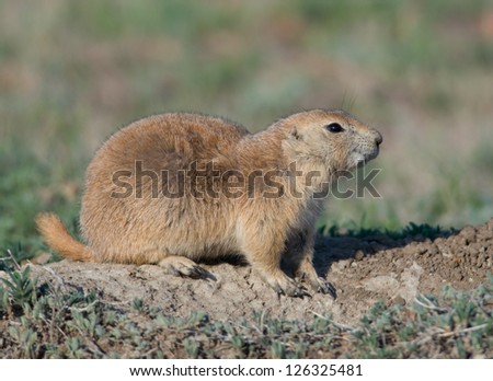 Photograph of a Black-tailed Prairie Dog keeping a careful watch of his surroundings as he strives to stay alive in a South Dakota prairie dog town.