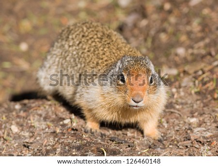 Photograph of a Columbian Ground Squirrel checking out the photographer as he scavenges for food in an alpine area high in the mountains of Glacier National Park in Montana.