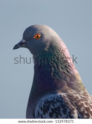 Close up profile photograph of a familiar rock pigeon, seen by many people in our large city parks and beaches.