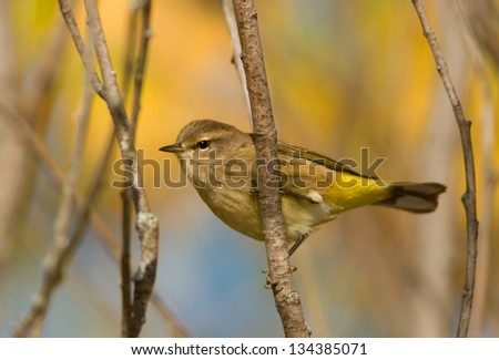 Photograph of a fall plumaged Palm Warbler perched sideways on a branch in a colorful autumn setting.