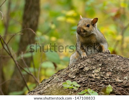 Photograph of a Gray Squirrel exploring his home woodland amidst beautiful autumn colors.