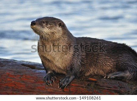 Photograph of a playful River Otter enjoying the scenery of the Washington state coastline from its resting spot on a log.