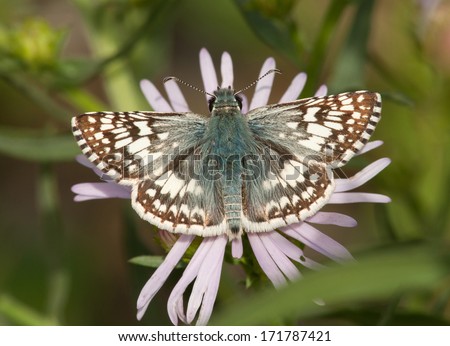 A beautiful Common Checkered Skipper butterfly sips nectar from a roadside flower in New Mexico.
