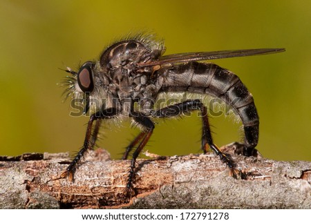 A female Robber Fly penetrating a dying twig to lay her eggs in a Wisconsin nature preserve.