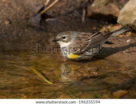 A beautiful Yellow-rumped Warbler comes down to drink and bathe in a clear stream in a wooded midwestern valley during its spring migration.