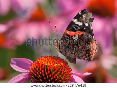 A beautiful Red Admiral butterfly feeds on the nectar of a Purple Coneflower in a midwestern prairie.