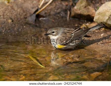 A beautiful Yellow-rumped Warbler comes to a spring in a Wisconsin woodland to bathe and drink.
