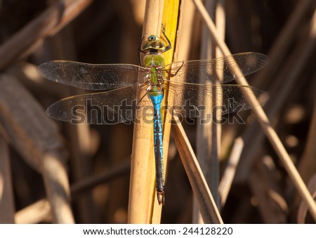 A vibrant and beautiful male Common Green Darner dragonfly rests on some vegetation in an early autumn South Carolina coastal wetland.