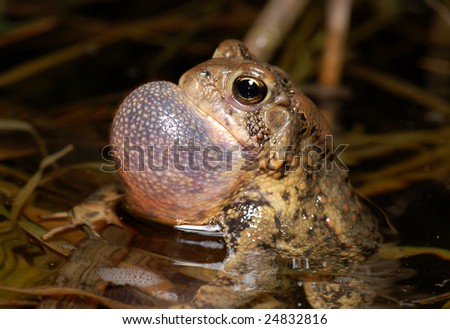 Male American Toad calling for a mate.