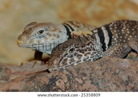Pair of Collared Lizards in an intimate moment.