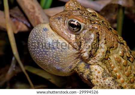 American Toad trilling