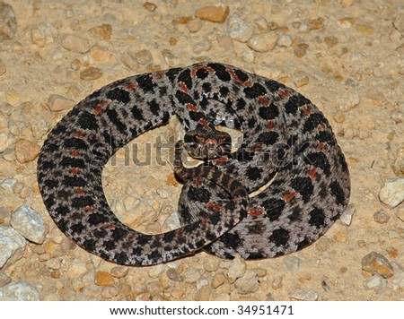 mexican pygmy rattlesnake