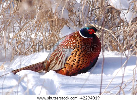 stock photo : Ring-necked Pheasant in Snow